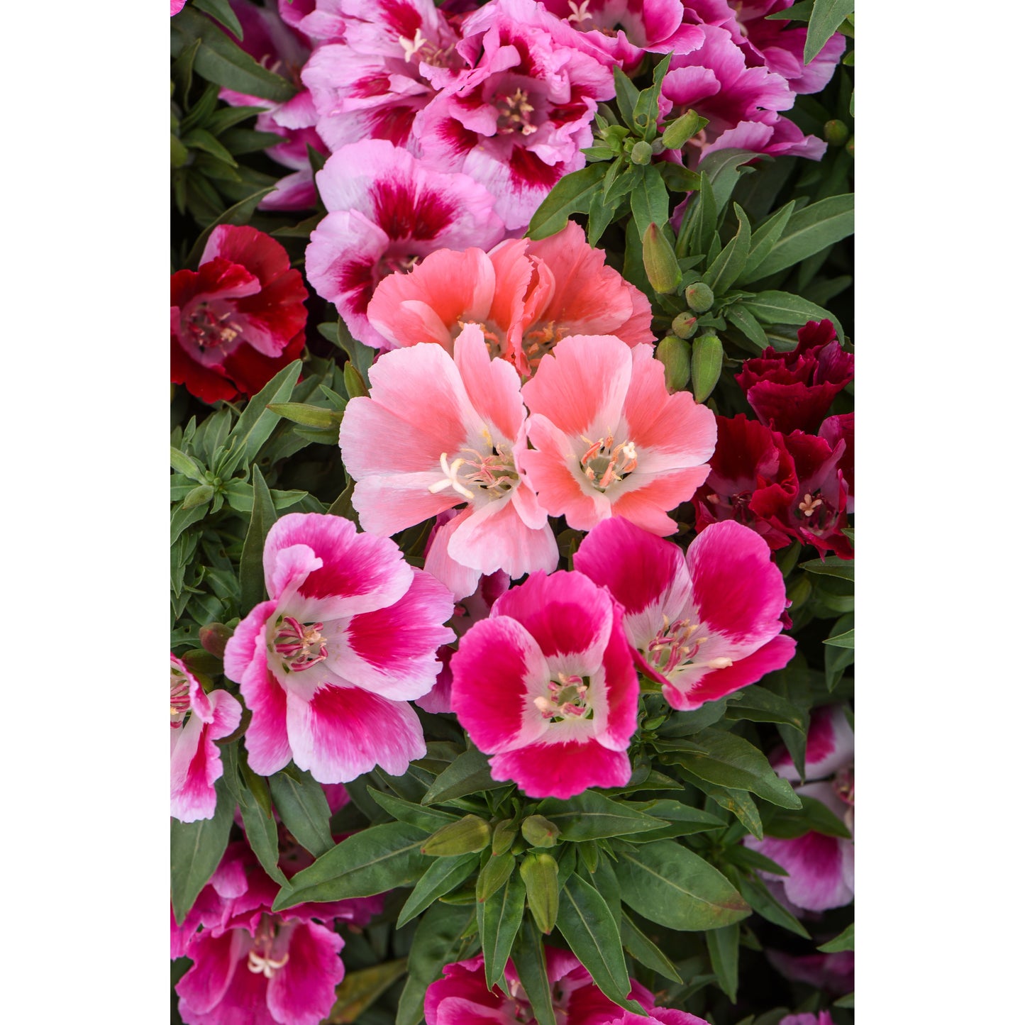 Atlasblomma ´Fruit Punch Mix´