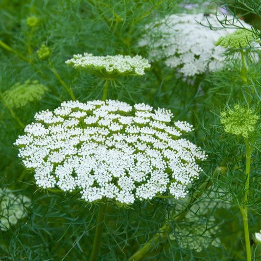 Tandpetarsilja ´Green Mist´