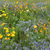 Blomsterblandning för stenpartier