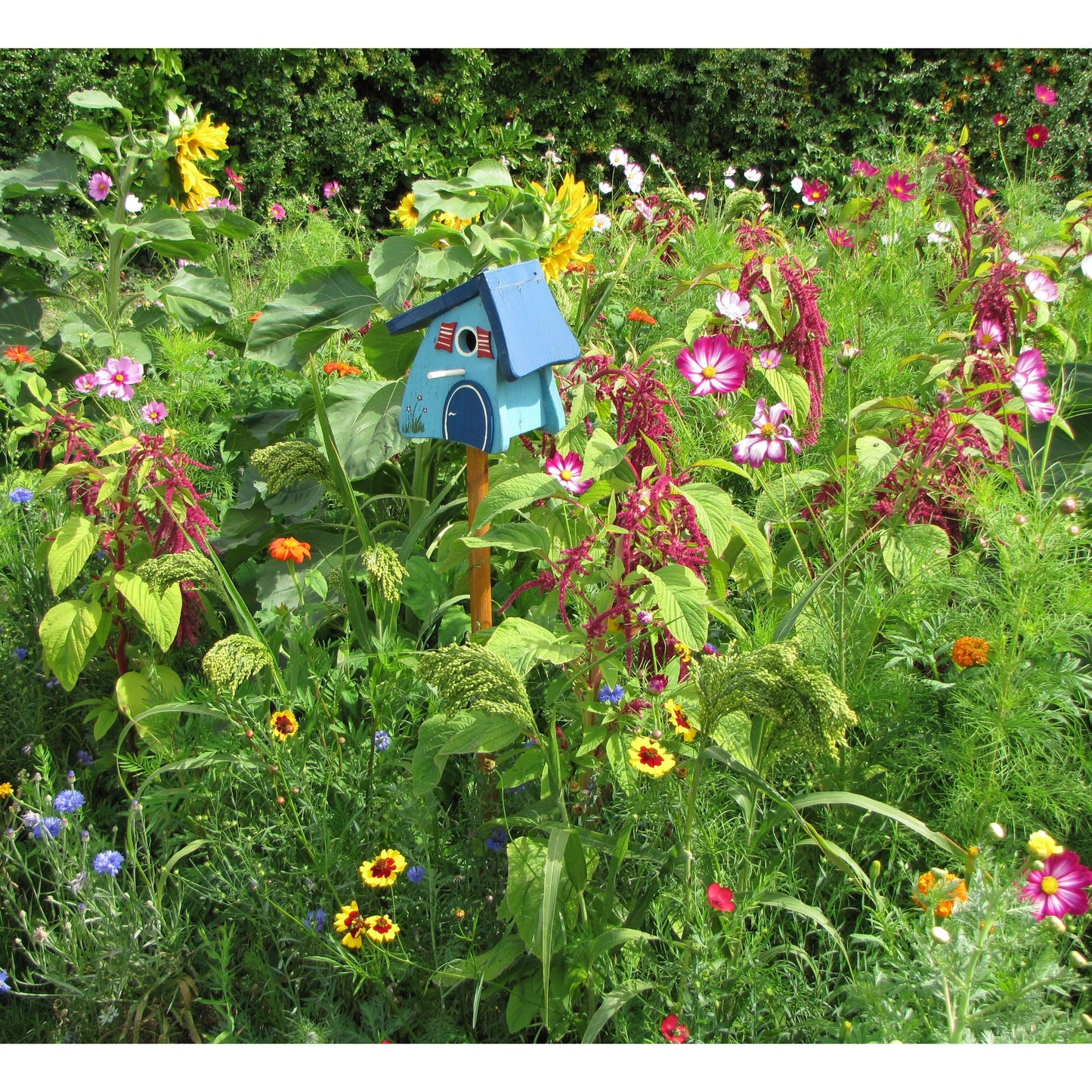 Blomsterblandning för fåglar