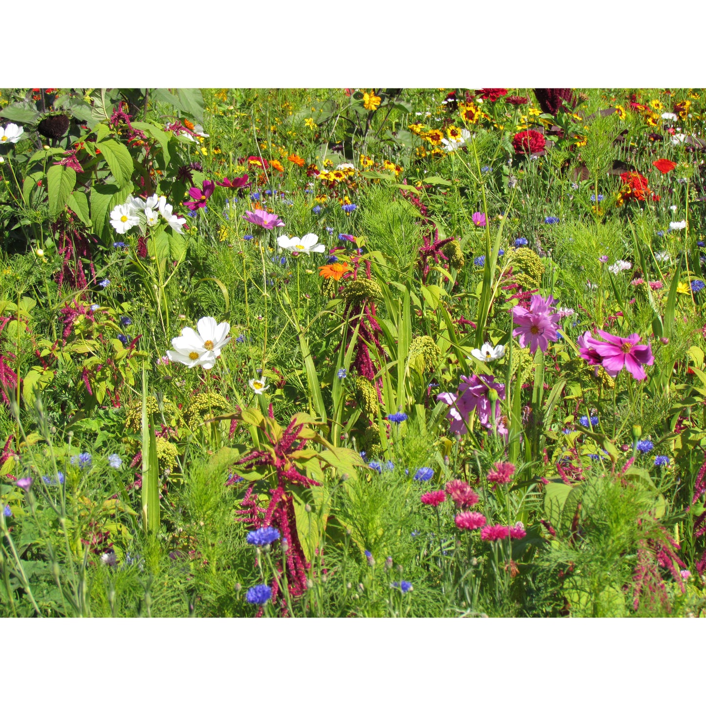 Blomsterblandning för fåglar