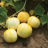 Äppelgurka ´Lemon´