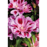 Atlasblomma ´Rembrandt´