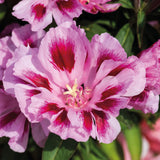 Atlasblomma ´Rembrandt´