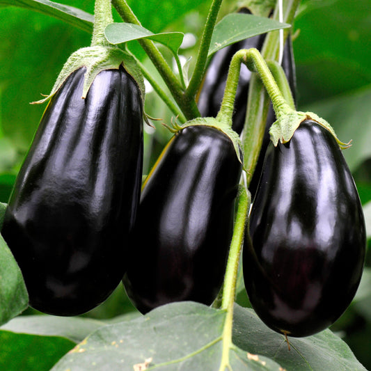 Aubergine ´Black Beauty´