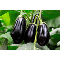 Aubergine ´Black Beauty´