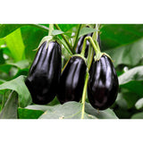 Aubergine ´Black Beauty´