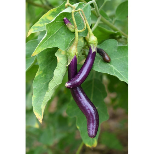 Aubergine ´Early Long Purple´