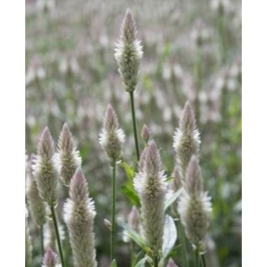 Axcelosia ´Xantippe´