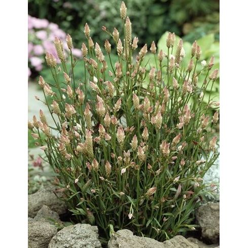 Axcelosia ´Xantippe´