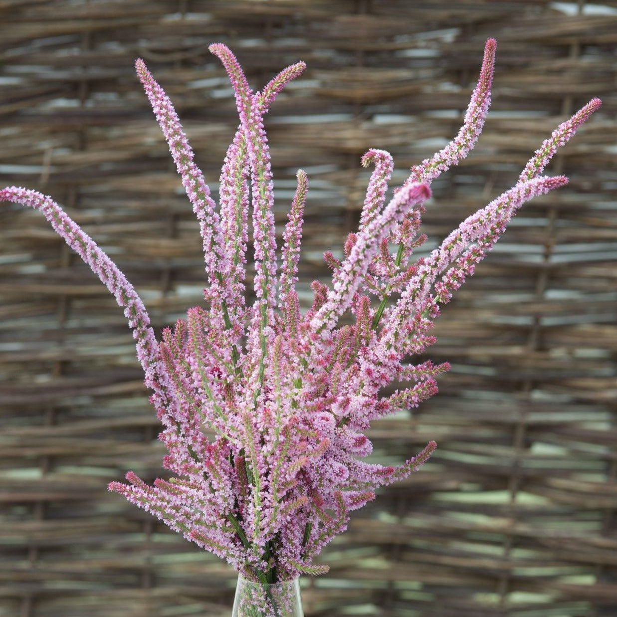 Axrisp ´Pink Pokers´