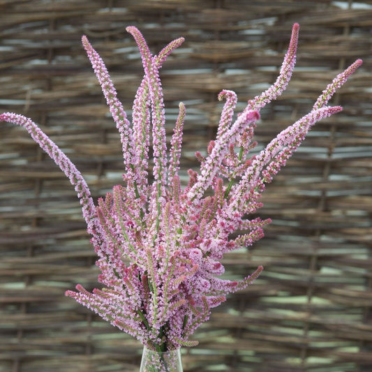 Axrisp ´Pink Pokers´