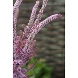 Axrisp ´Pink Pokers´