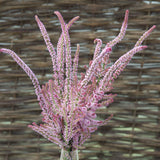 Axrisp ´Pink Pokers´