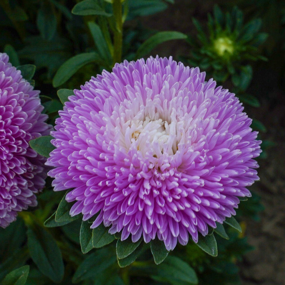 Sommaraster ´Balloon Appleblossom´