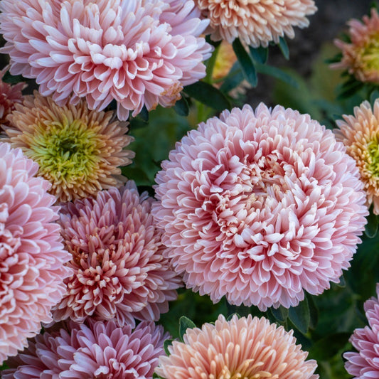 Sommaraster ´Balloon Apricot´