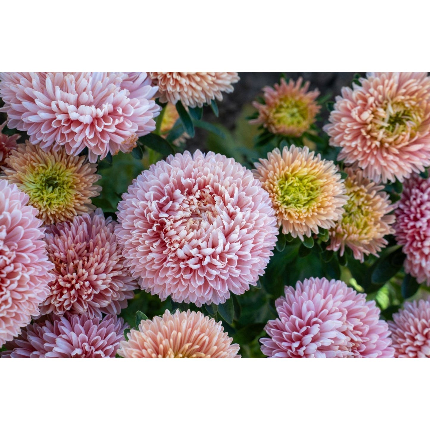 Sommaraster ´Balloon Apricot´