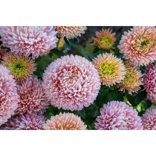 Sommaraster ´Balloon Apricot´