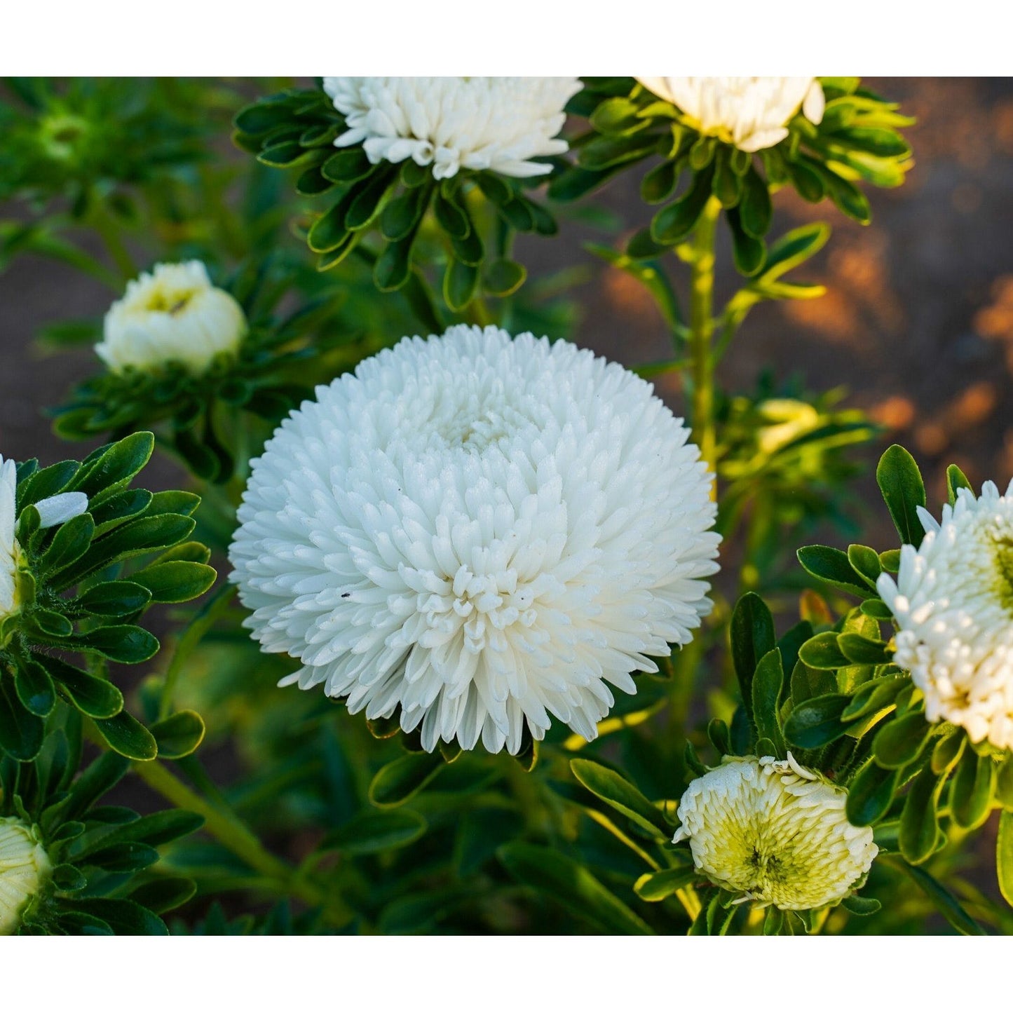 Sommaraster ´Balloon White´