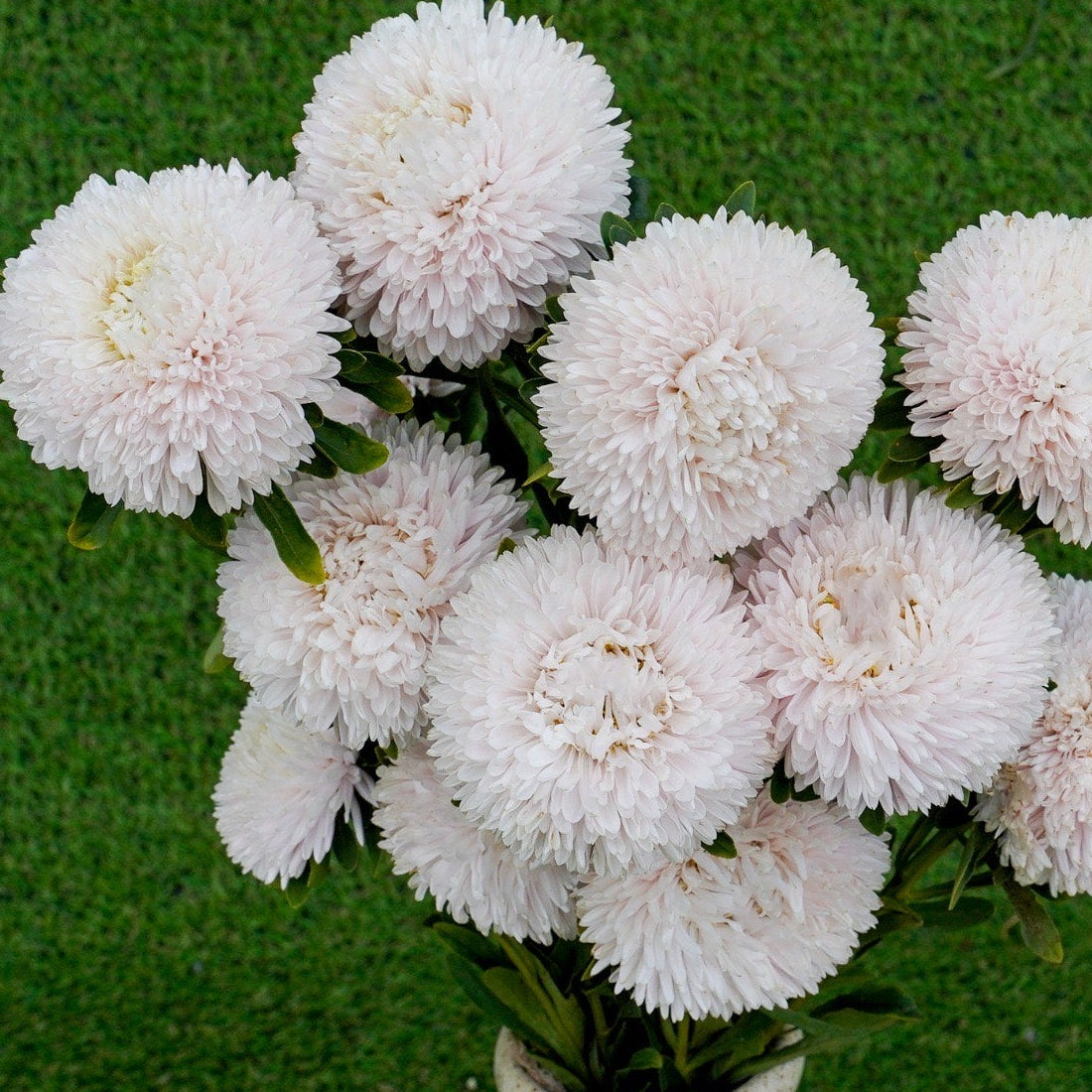 Sommaraster ´Balloon White´