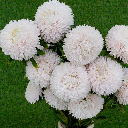 Sommaraster ´Balloon White´