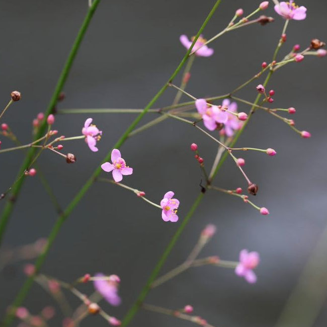 Bärnstensvippa ’Verde’