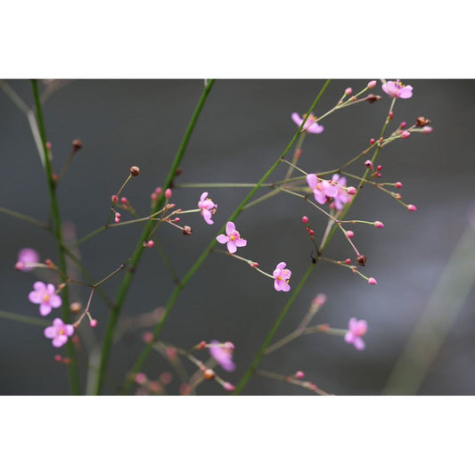 Bärnstensvippa ’Verde’