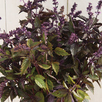 Basilika ´Aromatto´