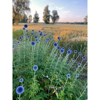 Blå bolltistel ´Blue Glow’