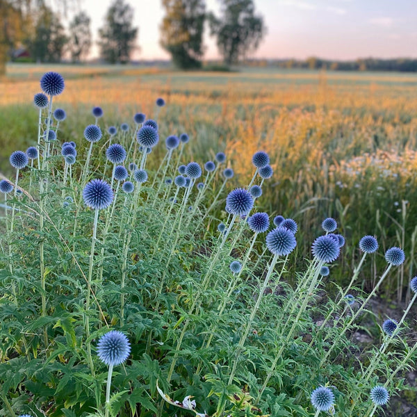 Blå bolltistel ´Blue Glow’