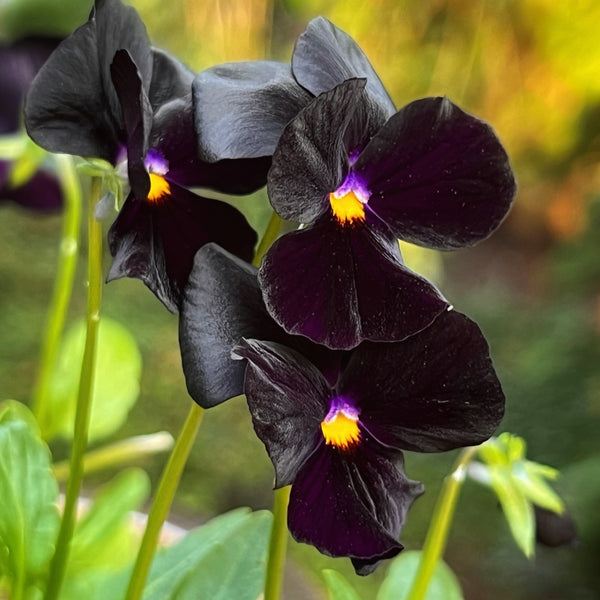 Pensé ´Blackjack´