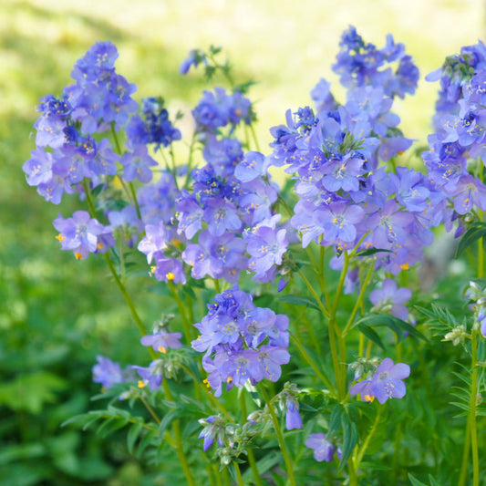 Blågull ´Blue Pearl´