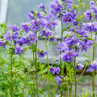 Blågull ´Blue Pearl´