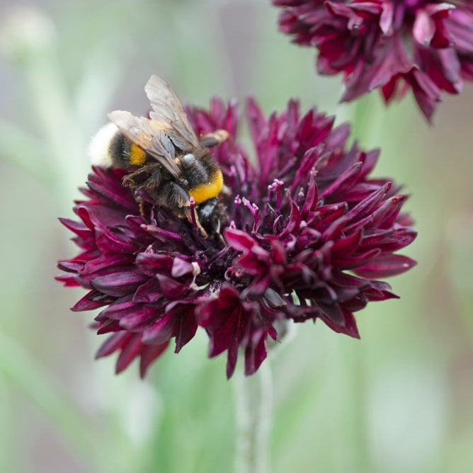 Blåklint ´Black Ball´