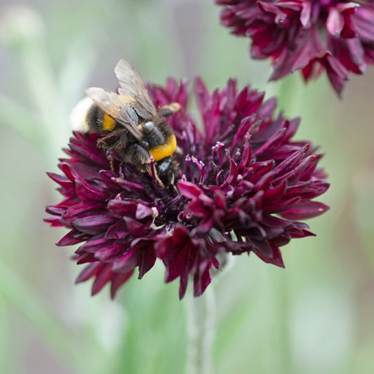 Blåklint ´Black Ball´