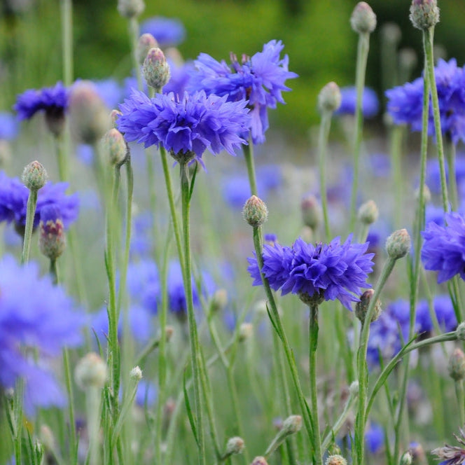 Blåklint ´Blue Boy´