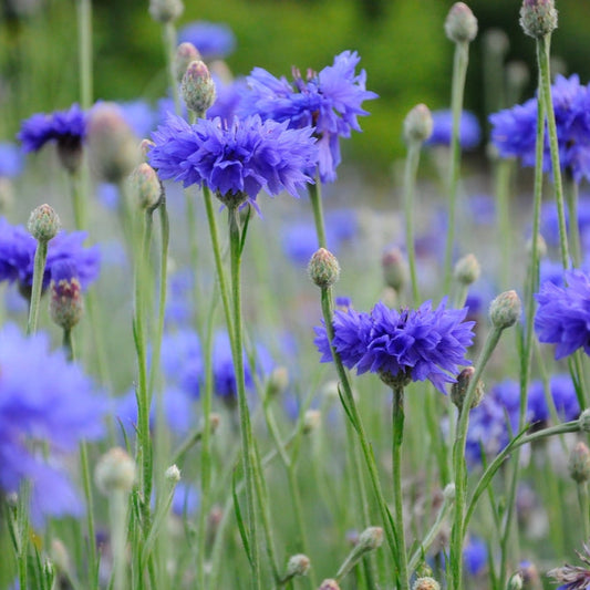 Blåklint ´Blue Boy´