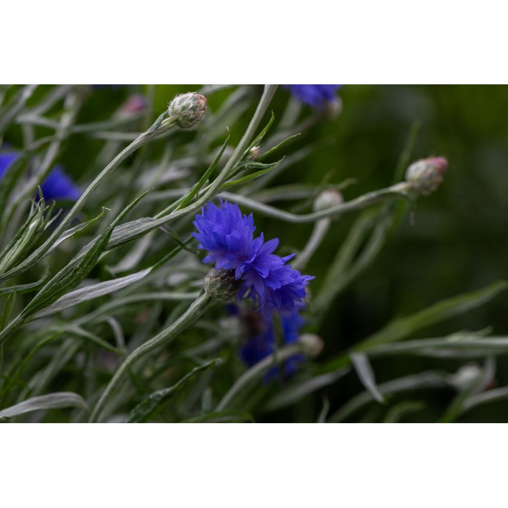 Blåklint ´Blue Boy´