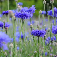 Blåklint ´Blue Boy´