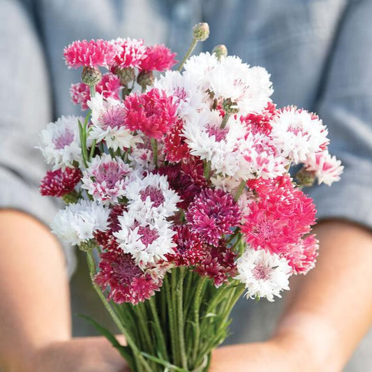 Blåklint ´Classic Romantic´