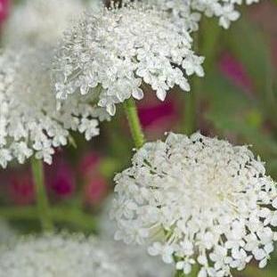 Spetsblomma ´Lace White´