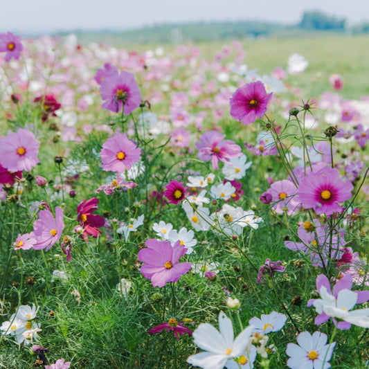 Blomsterblandning Rosenskära