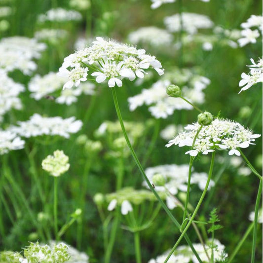 Blomsterkörvel ´White Lace´