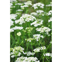 Blomsterkörvel ´White Lace´