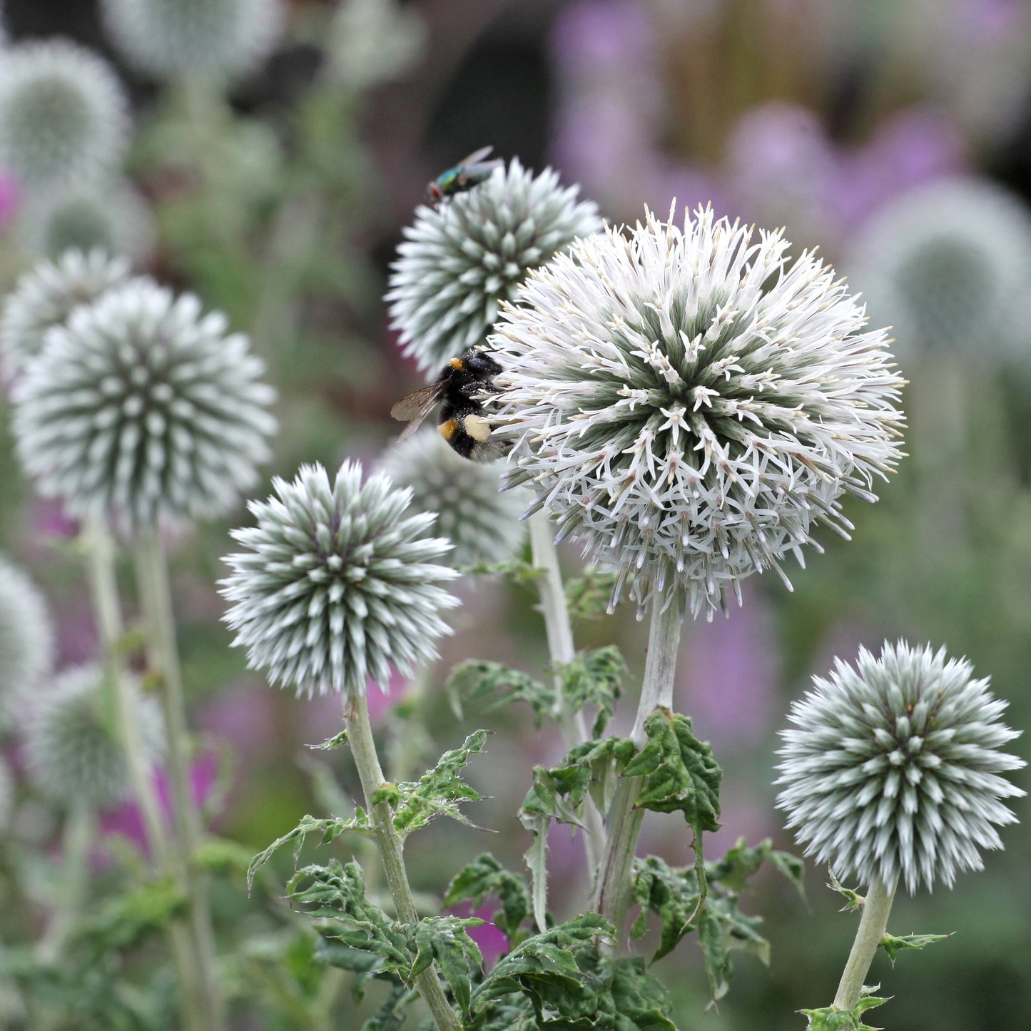 Bolltistel ´Star Frost’