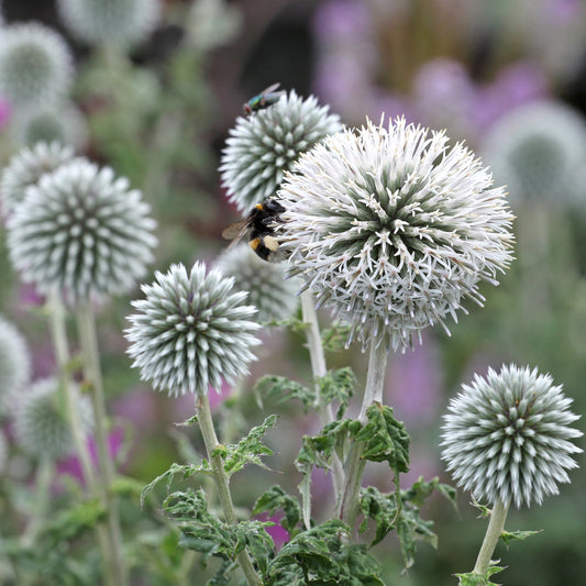 Bolltistel ´Star Frost’