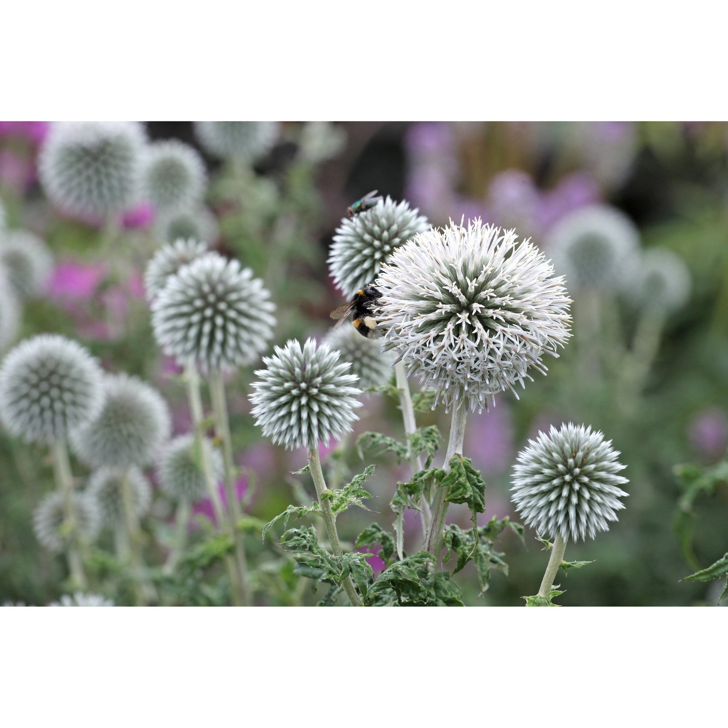 Bolltistel ´Star Frost’