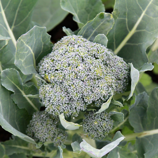 Broccoli ´Ramoso Calabrese´