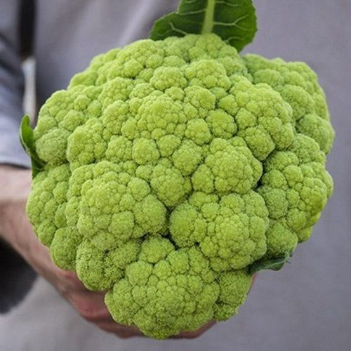Broccoli ´Macerata Green´
