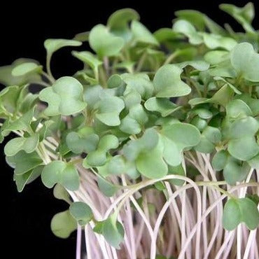 Broccoli, Microgreens ´Green Sprouting´